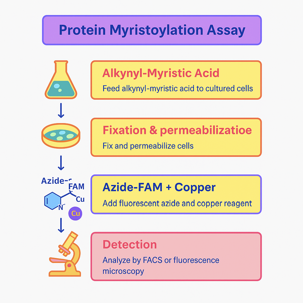 AffiASSAY® Myristoylated Protein Assay Kit (FACS/Microscopy) , Green Fluorescence