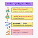 AffiASSAY® Myristoylated Protein Assay Kit (FACS/Microscopy) , Green Fluorescence