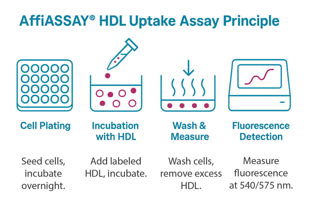 AffiASSAY® HDL Uptake Assay Kit (Fluorometric) 