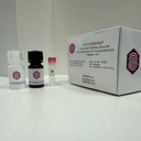 AffiASSAY® Choline/Acetylcholine Colorimetric & Fluorometric Assay Kit
