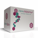 AffiASSAY® LDH Activity Colorimetric Assay Kit