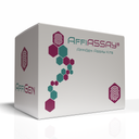 AffiASSAY® Myristoylated Protein Assay Kit (FACS/Microscopy) , Green Fluorescence
